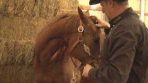 horse-massage